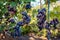 Crop of table grapes on ecological farm. Big bunches of blue delight grape hanging in garden