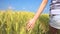 Crop tenager touching cereal grass