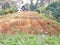 Crop of turmeric