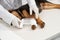 Crop of veterinarian hands bandaging shepherd puppy paw in vet clinic.