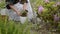 Crop view of adult woman transplanting potted plants