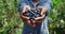 Crop view of afro american farmer holding fistful of blueberries while standing in greenhouse. Close up view of person