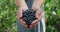 Crop view of caucasian farmer holding fistful of blueberries while standing in greenhouse. Close up view of person