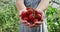 Crop view of caucasian farmer holding fistful of cherry tomatoes while standing in greenhouse. Close up view of person
