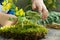 Crop view of child hands playing with green moss and wild flowers