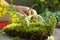 Crop view of child hands playing with green moss and wild flowers