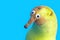 Crop view of a cute pear character isolated on blue background