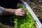 Crop view of man hands taking young fresh lettuce for plant it