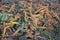 Crop waste heap of white cabbage torn root