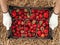 Crop worker putting strawberries on straw