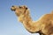 Cropped Camel Against Blue Sky