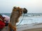 Cropped decorated camel head, neck side view and  sea background  on a tourist location.