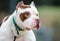 Cropped ears Bulldog American Pitbull Terrier Dog