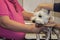 Cropped - Female veterinarian checks out a White Westhighland Terrier with help of owner holding dog in office