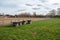 Cropped fields, a fence and giant wooden spools for farming at the Flemish countryside around Ternat, Belgium