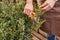 cropped gardener in linen apron cutting