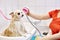 cropped groomer washing a dog, cute fluffy wet pomeranian spitz puppy taking a bath, shower