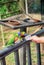 cropped hand feeding RAINBOW LORIKEET (Trichoglossus haematodus)