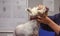 Cropped hand of female veterinarian examining head of West Highland White Terrier dog that is licking its nose