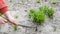 Cropped Hand On Person Gardening On Field, plant vegetable