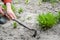 Cropped Hand On Person Gardening On Field, plant vegetable