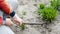 Cropped Hand On Person Gardening On Field, plant vegetable