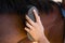 Cropped hand of woman brushing horse mane