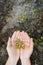 Cropped image of farmer holding cardamom seeds in hands in field