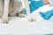 cropped image of female veterinarian bandaging dog paw