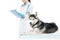 cropped image of female veterinarian writing in clipboard and husky
