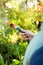 Cropped image of gardener watering from hose at garden