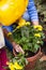 Cropped image of girl and grandmother watering yellow flowers