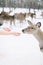 Cropped image of hands of woman and man feeding young deer in winter forest