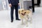 Cropped image of a Labrador dog looking at camera, for detecting drugs at the airport standing near the customs guard