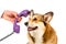 cropped image of man giving telephone tube to adorable corgi