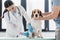 cropped image of man holding beagle while female veterinarian bandaging