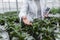 Cropped image of mature woman standing in greenhouse