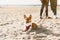 Cropped image of people walking in beach with dog. Corgi puppy laying on sand and looking away