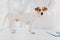 Cropped image of professional vet doctor examines sick pedigree dog in clinic, pose near white table with clipboard for writing