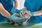 cropped image of two veterinarians holding british shorthair cat