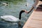 cropped image of woman feeding swan while sitting on wooden