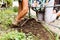 Cropped image of woman weeding in yard loosen seedbeds in construction gloves. Working with hoe, hand and knee support