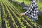 Cropped image of young farmer holding laptop and working in vegetable nursery plot area in organic farm