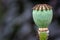 Cropped macro photo of a green poppy seed capsule against a blurred background