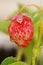 Cropped macro view of whole strawberry with drops of water