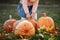 Cropped photo of a little girl trying to lift a pumpkin. field with pumpkins