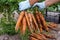 Cropped photo of man wearing blue disposable gloves, gathering holding digging out two bunches of ripe unwashed carrots.