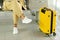 Cropped photo shot of traveler tourist woman in pants with yellow suitcase valise sitting on bus station, train station