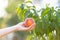 Cropped photo of young woman hand hold big peaches against the b