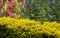 Cropped plants with decorative garden flowerS in the bryant park, kodaikanal.